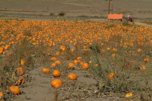 Never had I seen so  many pumpkins from the window of a train!